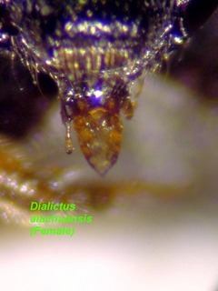 Lasioglossum alachuense, female, tongue