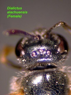 Lasioglossum alachuense, female, vertex
