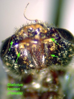 Lasioglossum bruneri, female, hypostomal carina