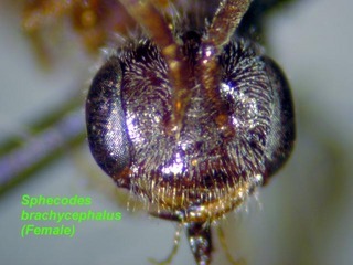 Sphecodes brachycephalus, female, face