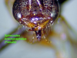 Sphecodes brachycephalus, female, mandible