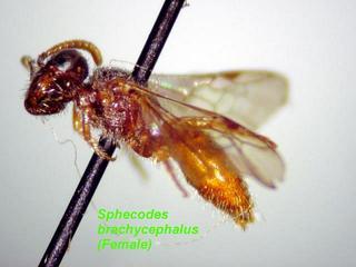 Sphecodes brachycephalus, female, side