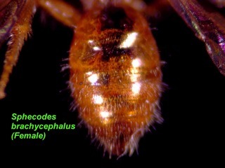 Sphecodes brachycephalus, female, terga top