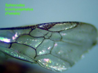 Sphecodes brachycephalus, female, wing