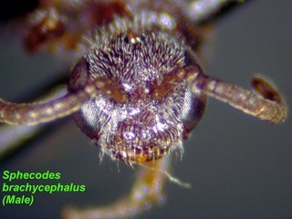 Sphecodes brachycephalus, male, face