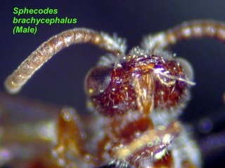 Sphecodes brachycephalus, male, mandible