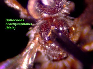 Sphecodes brachycephalus, male, scutum
