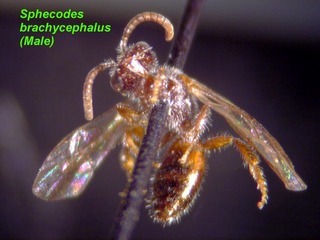 Sphecodes brachycephalus, male, side