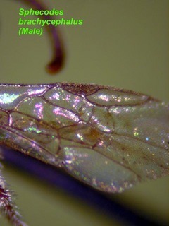 Sphecodes brachycephalus, male, wing