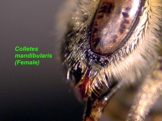 Colletes mandibularis, female, face side