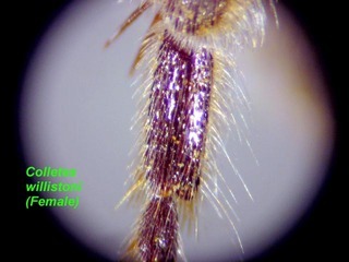 Colletes willistoni, female, leg