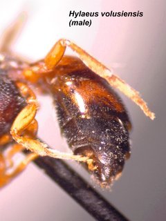 Hylaeus volusiensis, male, abdomen