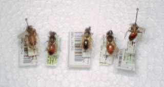 Andrena erythrogaster, female, tergal color variability