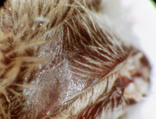 Andrena nida, 189839, female, hummeral ridge interrupted by suture along dorsoventral ridge
