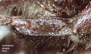 Anthophora abrupta, 231016, male, basitarsus t
