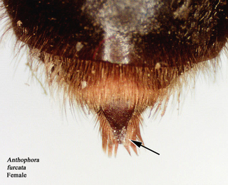 Anthophora furcata, 228588, female, terminalia t