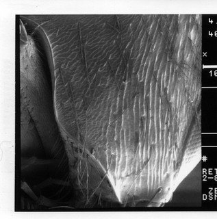Lasioglossum reticulatum, female, gena