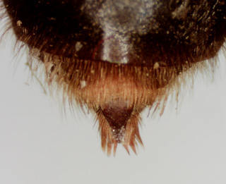 Anthophora furcata, 228588, female, terminalia
