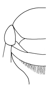 Augochlorella striata, female, propodeum