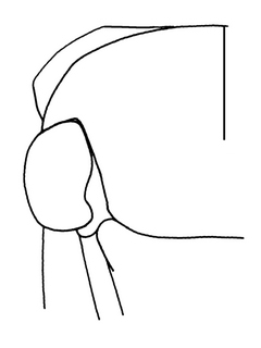 Augochloropsis anonyma, female, thorax