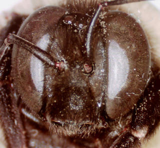 Bombus fraternus, 221807, male, face