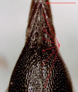 Coelioxys banksi, t6 acute with medial ridge