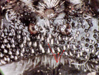 Coelioxys hunteri sqamose hairs on vertex