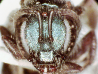 Lasioglossum coeruleum, female, face