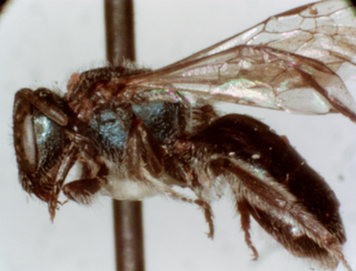 Lasioglossum coeruleum, female, side view