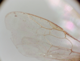 Lasioglossum connexum, female, forwing