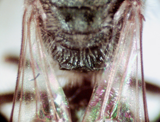 Lasioglossum cressonii, female, dorsal propodeum