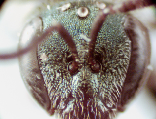 Lasioglossum cressonii, female, face