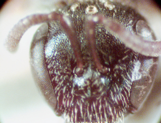 Lasioglossum fattigi, female, face