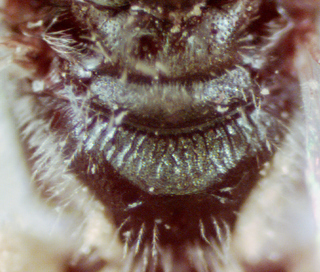 Lasioglossum heterognathus, female, propodeum