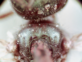 Lasioglossum heterognathus, female, scutum