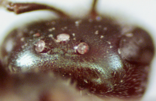 Lasioglossum heterognathus, female, vertex