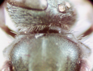 Lasioglossum novascotiae, female, pronotal lateral angle obtuse