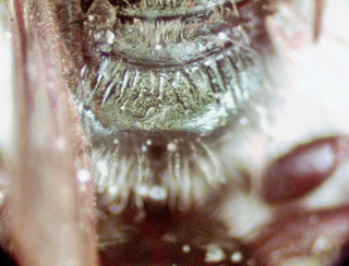 Lasioglossum oblongum, female, propodeum