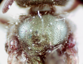 Lasioglossum oblongum, female, scutum