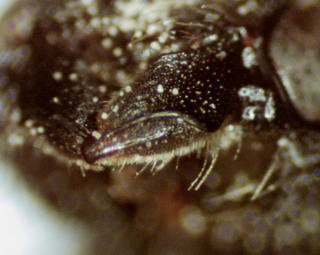 Heriades carinata, 000080405, female, mandible