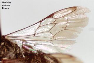 Heriades carinata, 80405, female, wing t