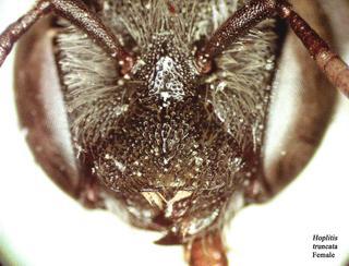 Hoplitis truncata, female, clypeus t