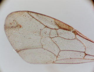 Lasioglossum admirandum, female, forwing