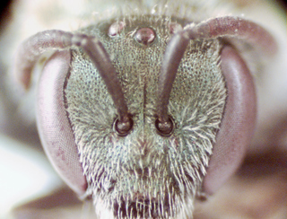 Lasioglossum rohweri, female, face