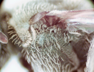 Lasioglossum rohweri, female, hypoepimeral area