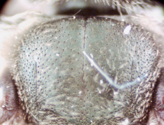 Lasioglossum rohweri, female, scutum with highly variable puncture widths