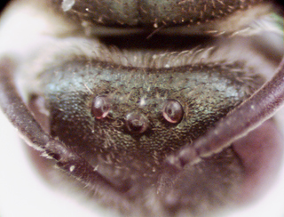 Lasioglossum rohweri, female, vertex with punctures transversly striated