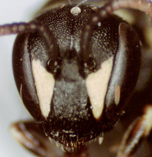 Hylaeus affinis, female, head