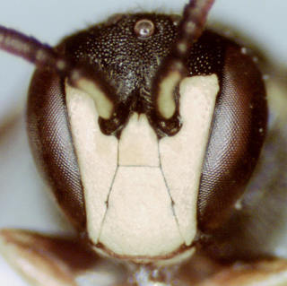 Hylaeus affinis, male, head