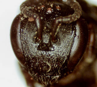 Hylaeus basalis, female, head